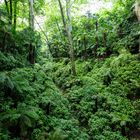 Das Valle delle Felci im Park der Villa Carlotta mit mächtigen Farnen...