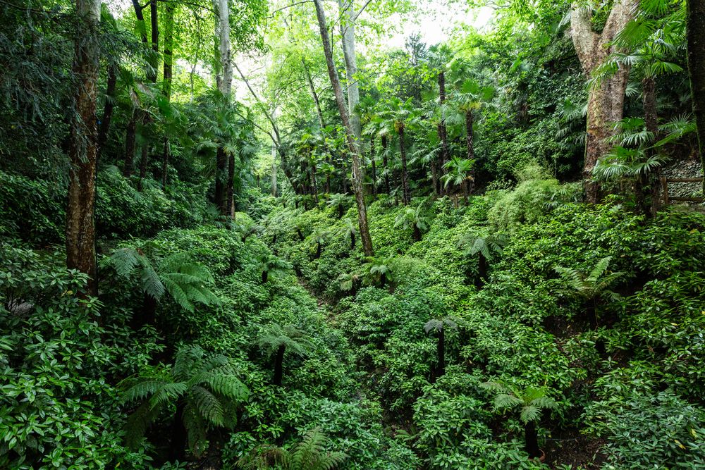 Das Valle delle Felci im Park der Villa Carlotta mit mächtigen Farnen...