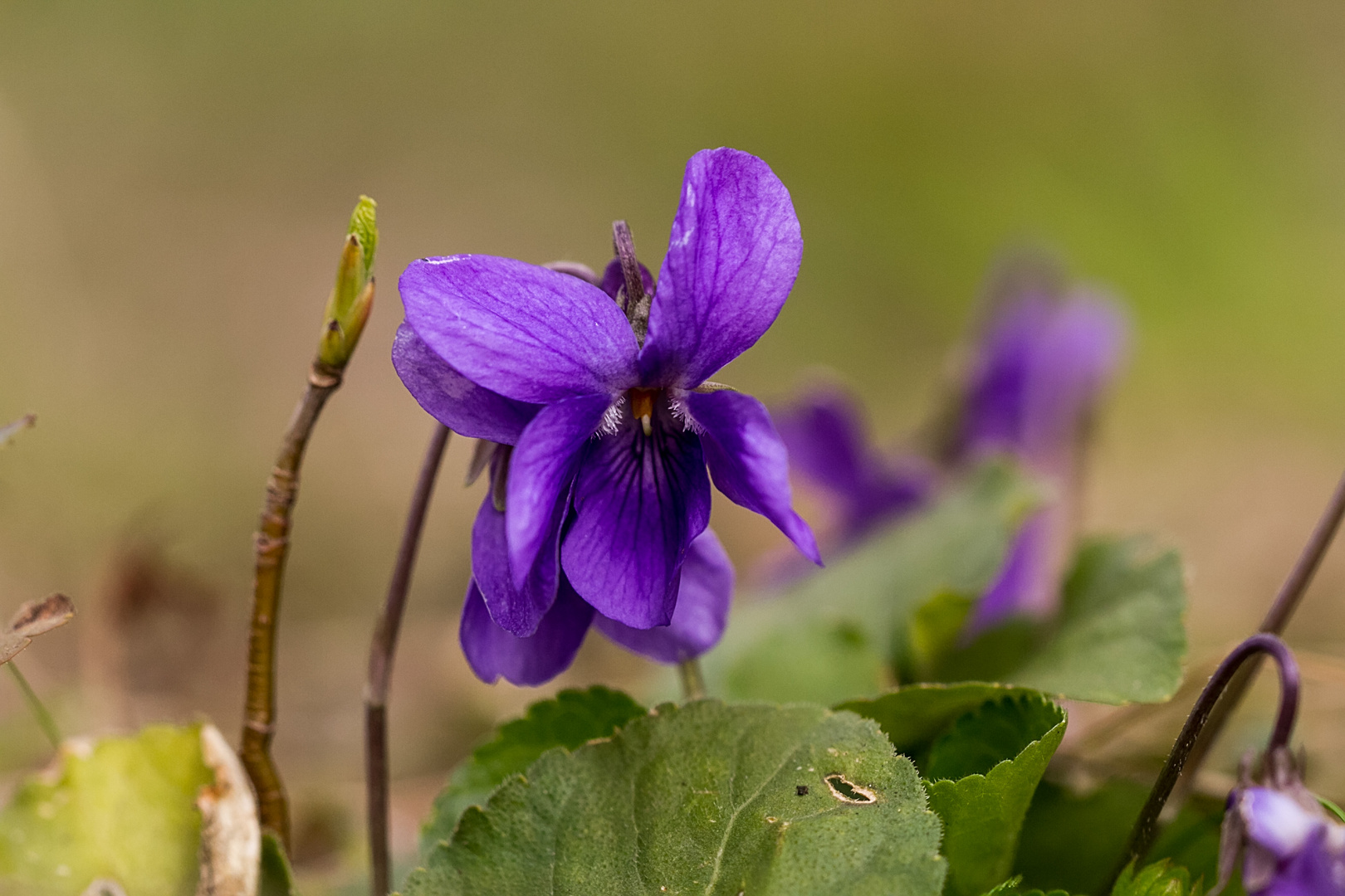 Das Veilchen Foto & Bild pflanzen, pilze & flechten, blüten