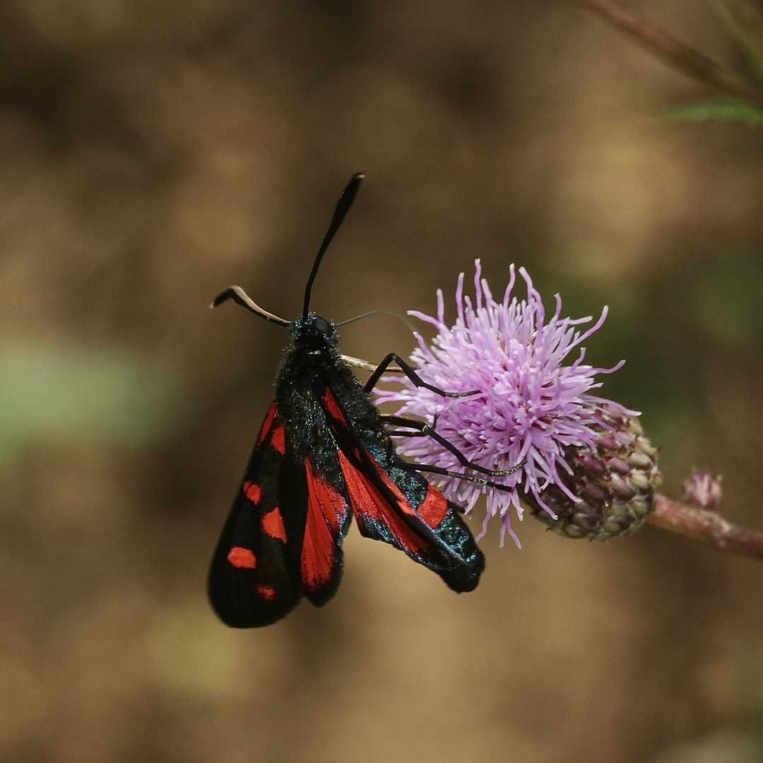 Das Veränderliche oder Kronwicken-Widderchen (Zygaena ephialtes) ...