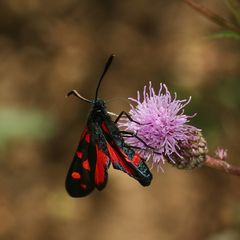 Das Veränderliche oder Kronwicken-Widderchen (Zygaena ephialtes) ...