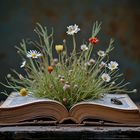 Das vergessene Buch  - Le livre oublié