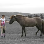 Das Verhältnis von Mensch und Pferd