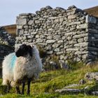 Das verlassene Dorf, Achill