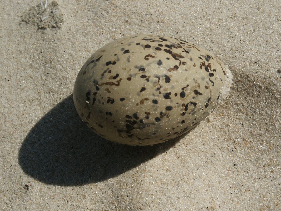 Das verlorene Ei am Strand ....