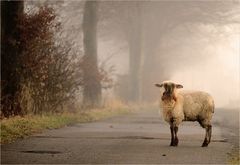 Das verlorene Schaf