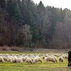 das verlorene Schaf ist auch wieder da