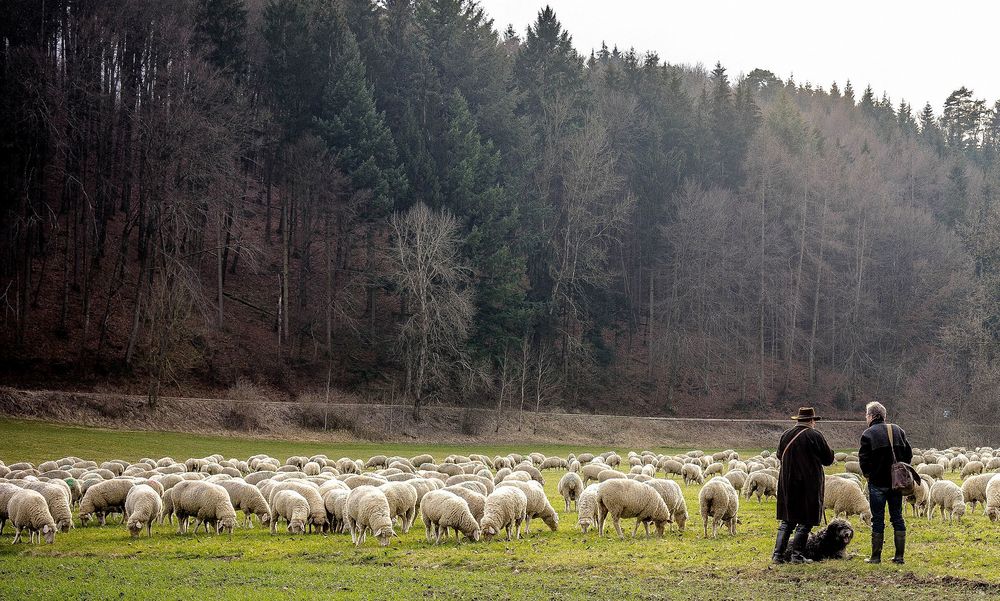 das verlorene Schaf ist auch wieder da