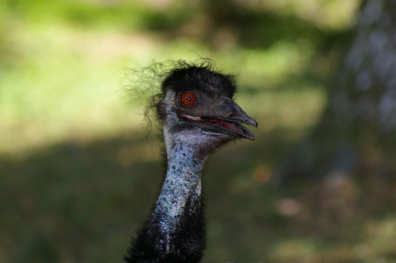 das verrückte Emu