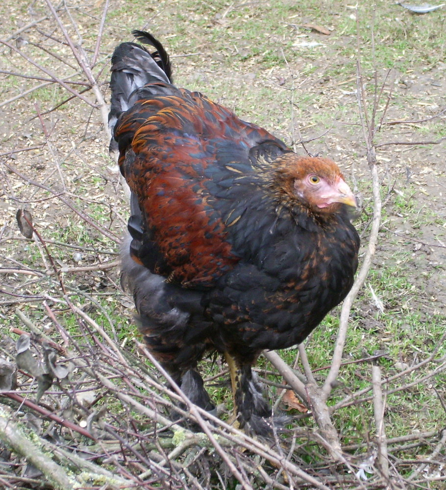 Das Verrückte Huhn Das Verrückte Huhn