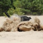 Das verrückte Huhn fliegt nicht mehr