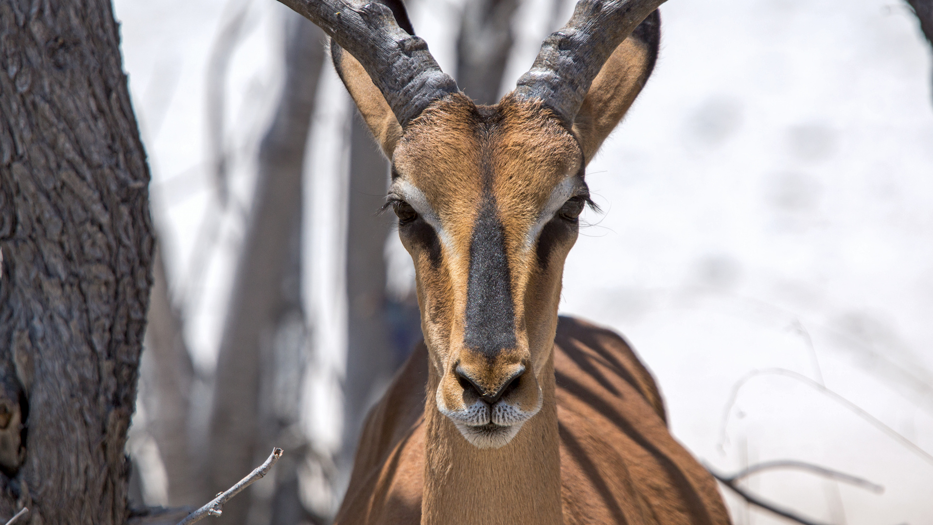 Das Versprechen in der Etosha