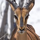 Das Versprechen in der Etosha