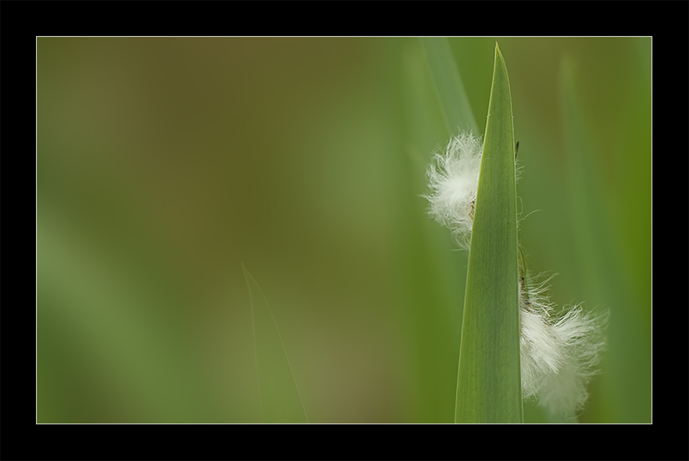 Das Versteck des Wollgrases