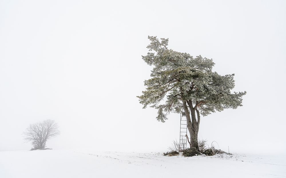 Das Versteck im Baum