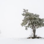 Das Versteck im Baum