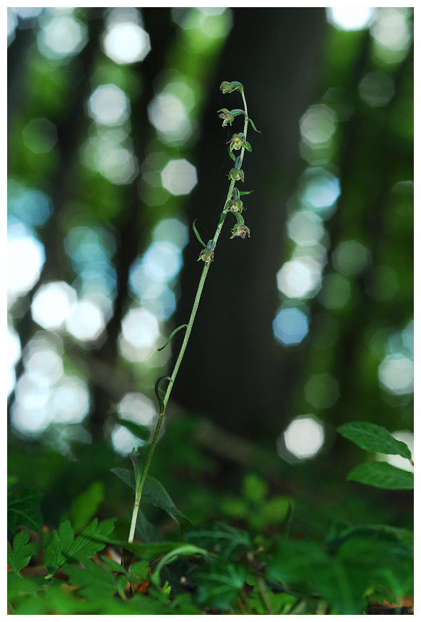 *** Das Versteckspiel der Epi microphylla ***