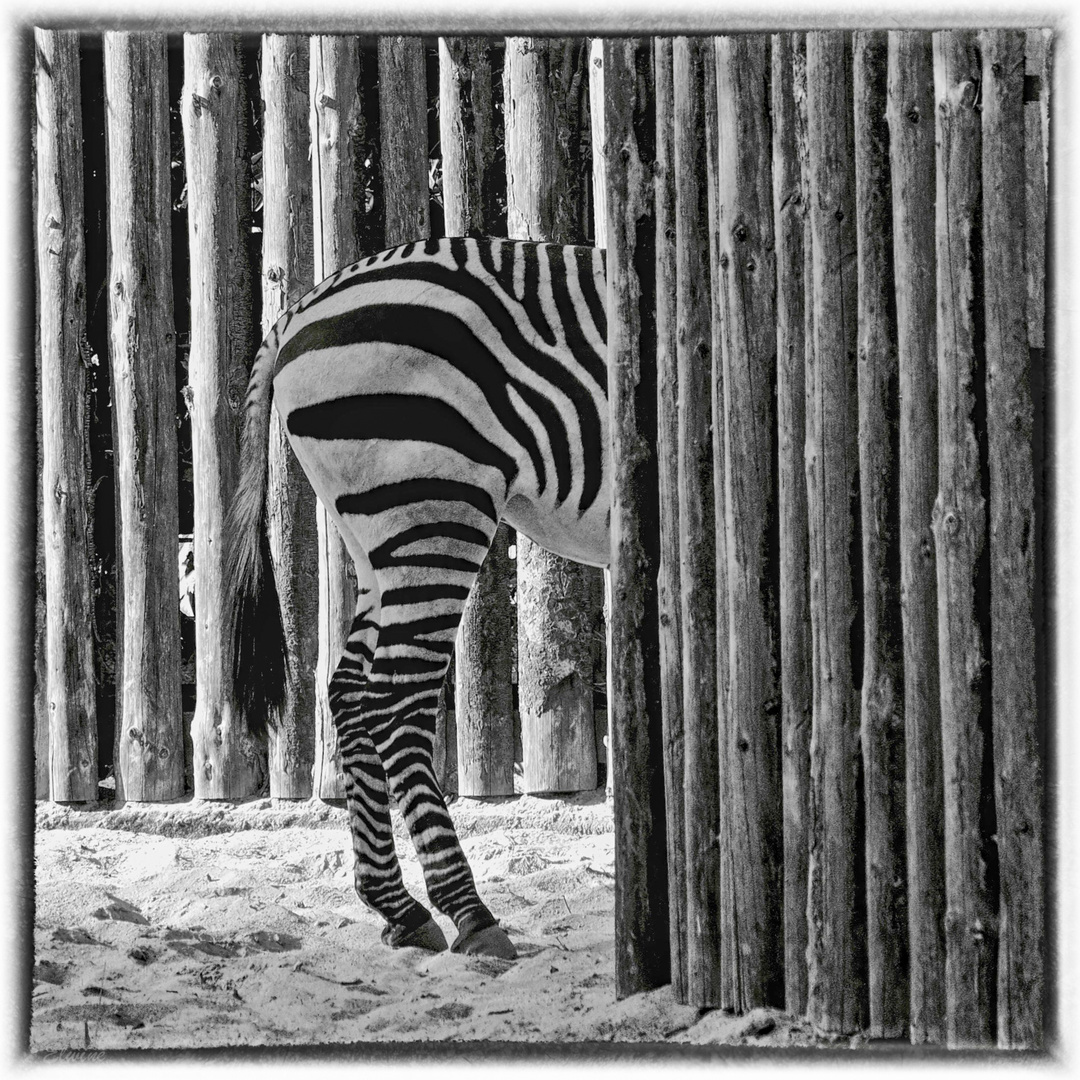 Das versteckte Zebra