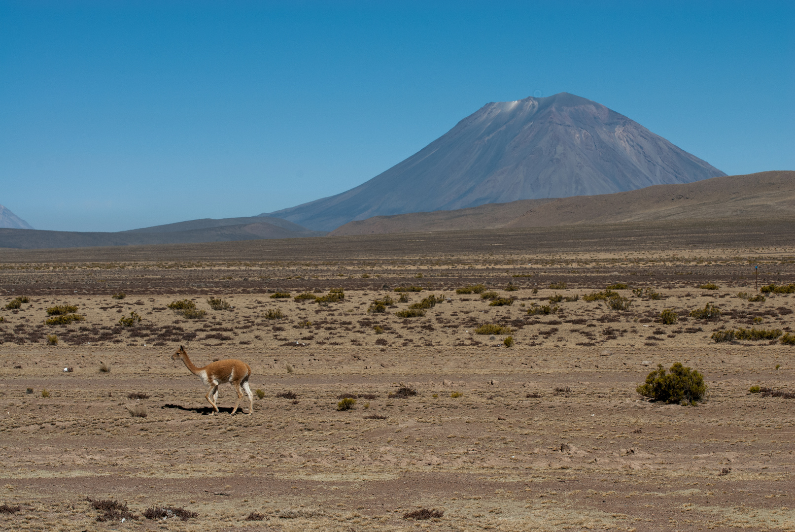 Das Vicuña und der Vulkan