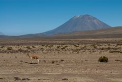 Das Vicuña und der Vulkan