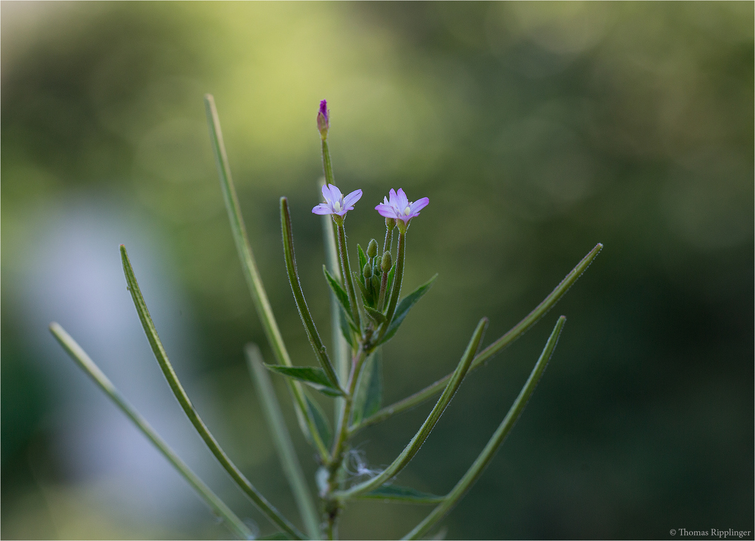 Das Vierkantige Weidenröschen (Epilobium tetragonum)