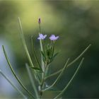 Das Vierkantige Weidenröschen (Epilobium tetragonum)