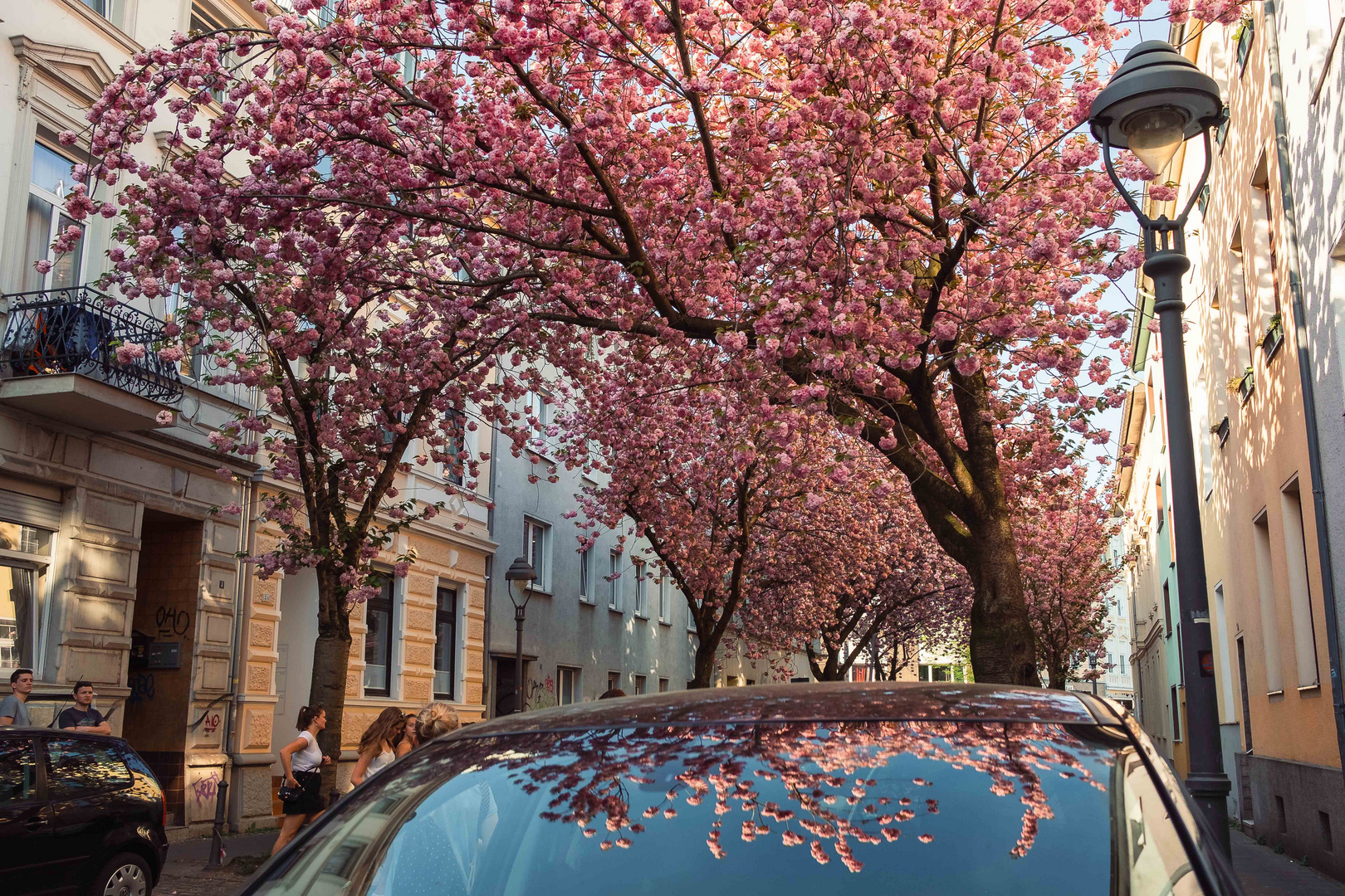 "Das Viertel" der Kirschblüten