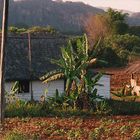 Das Vinales Tal in Cuba. Mi paradiso