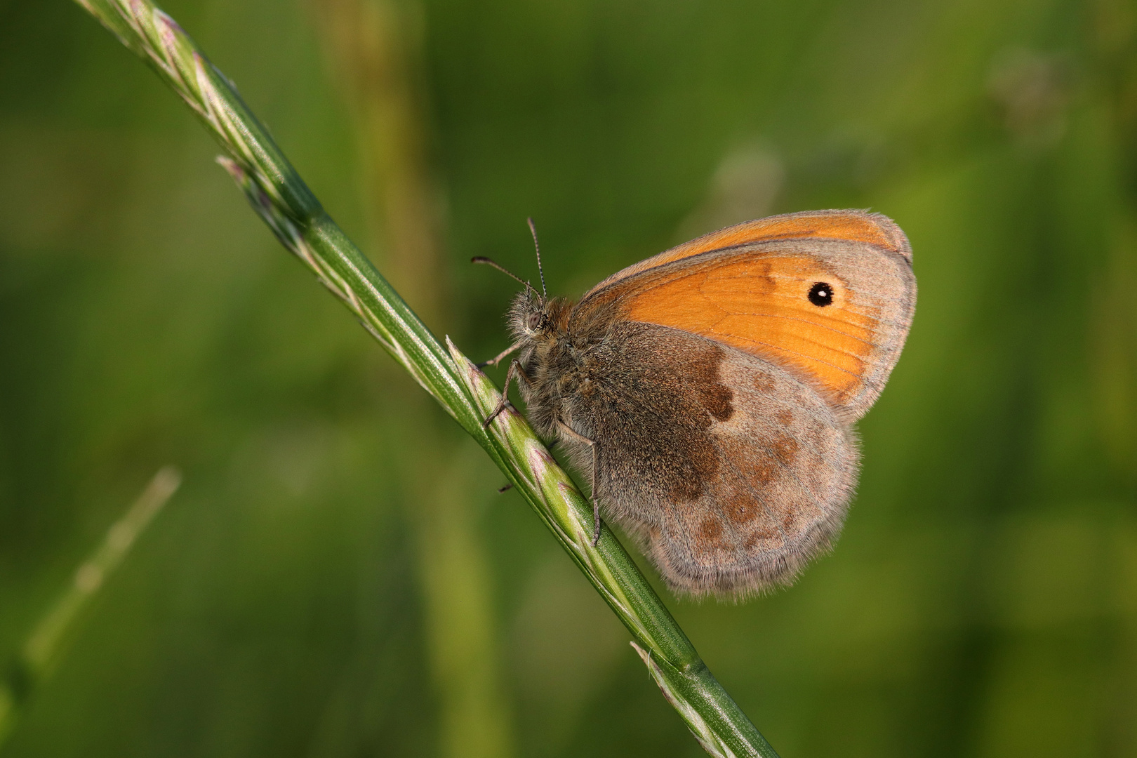 Das Vögelchen aus der Wiese