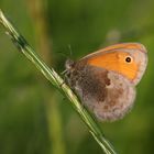 Das Vögelchen aus der Wiese