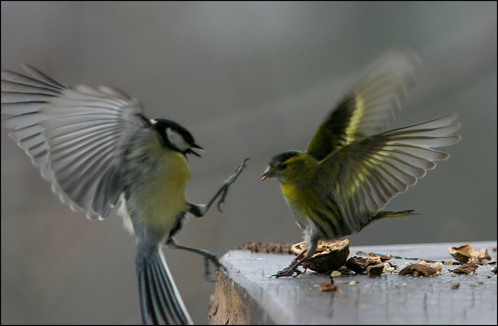 ... Das Vogel-duell ...