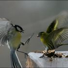 ... Das Vogel-duell ...