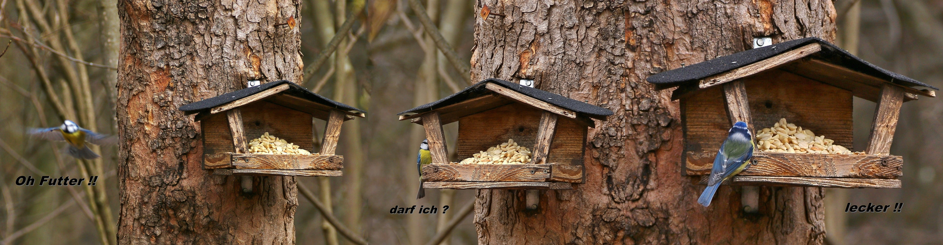 das Vogelhäuschen