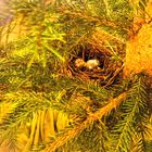 Das Vogelnest im Weihnachtsbaum