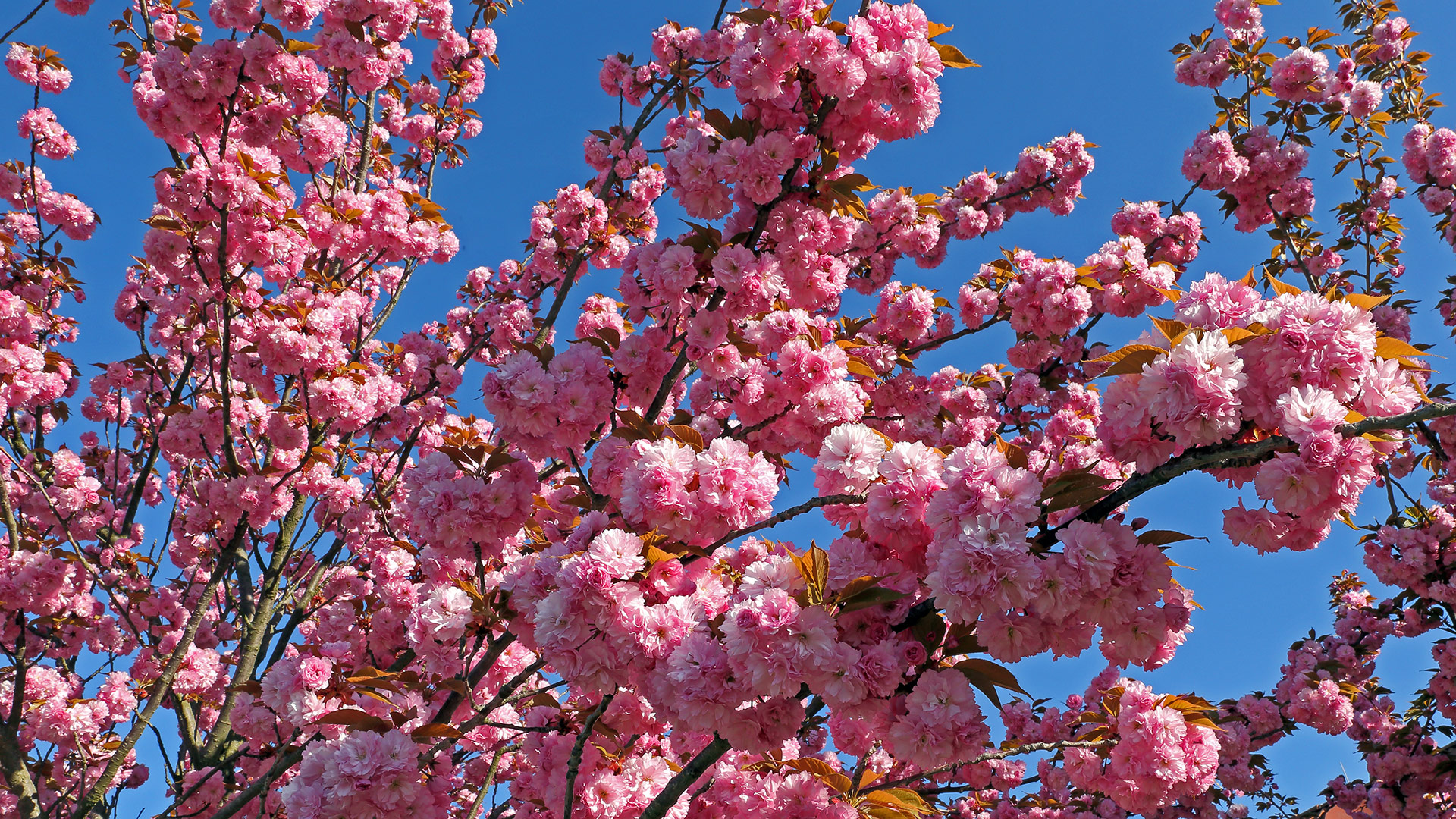 Das volle Blütenleben der Japanischen Zierkirsche Prunnus serulata