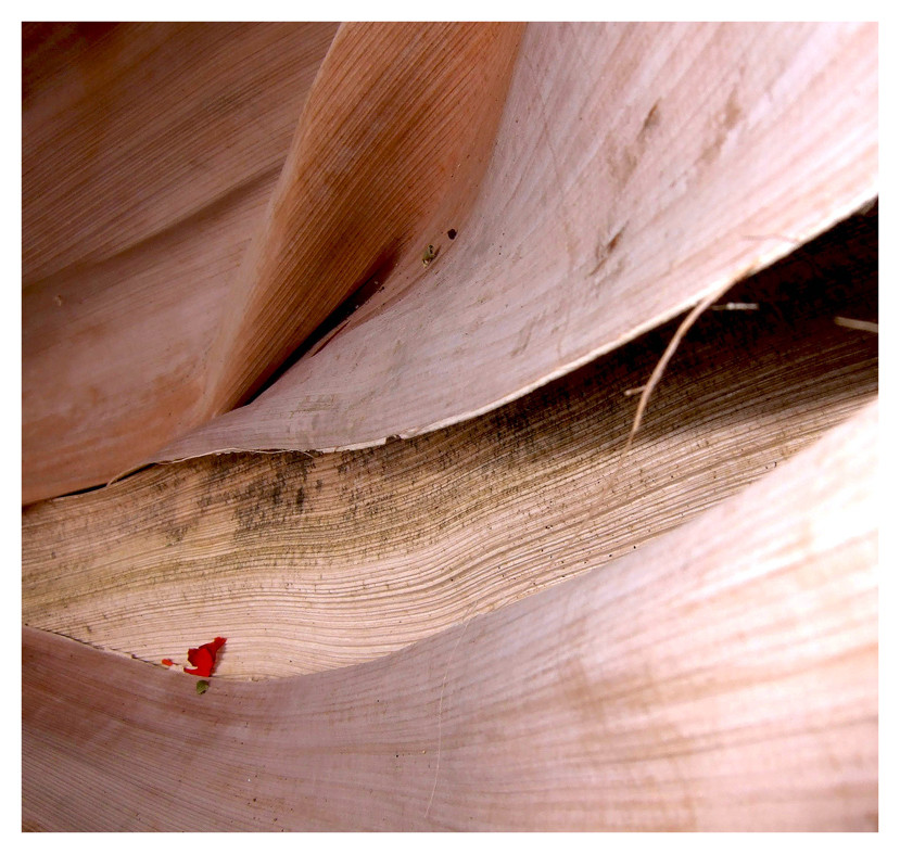 das vom Kambium erzeugte sekundäre Xylem der Samenpflanzen