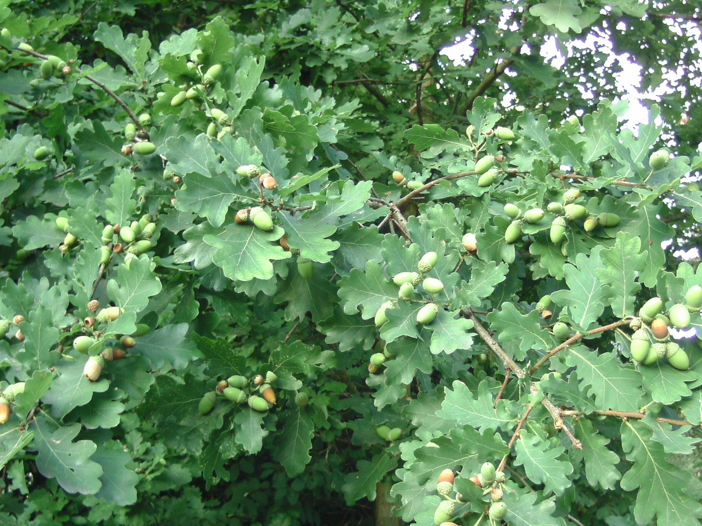 das Vorgrün des Herbstes 2009