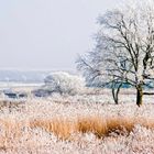 Das Vorland der Elbe bei Hoopte