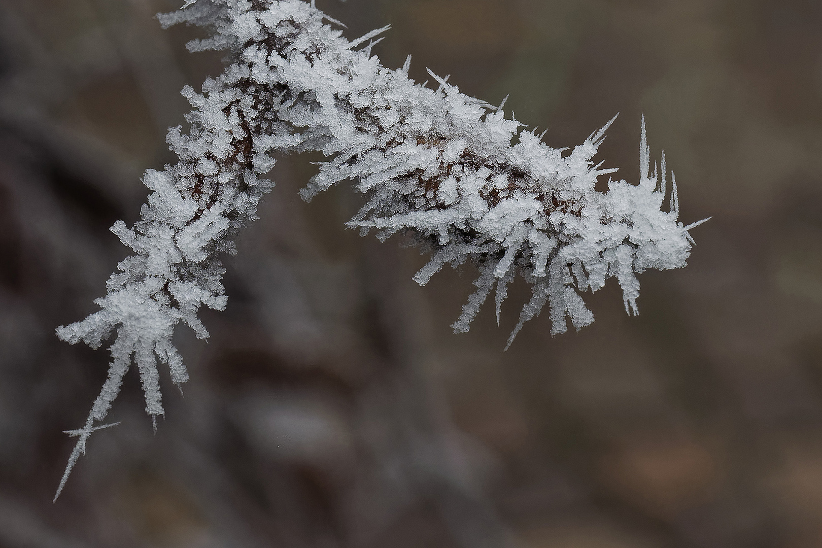 Das vorletzte Einhorn der Schneekönigin aus irgendeinem Wintermärchen