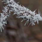 Das vorletzte Einhorn der Schneekönigin aus irgendeinem Wintermärchen