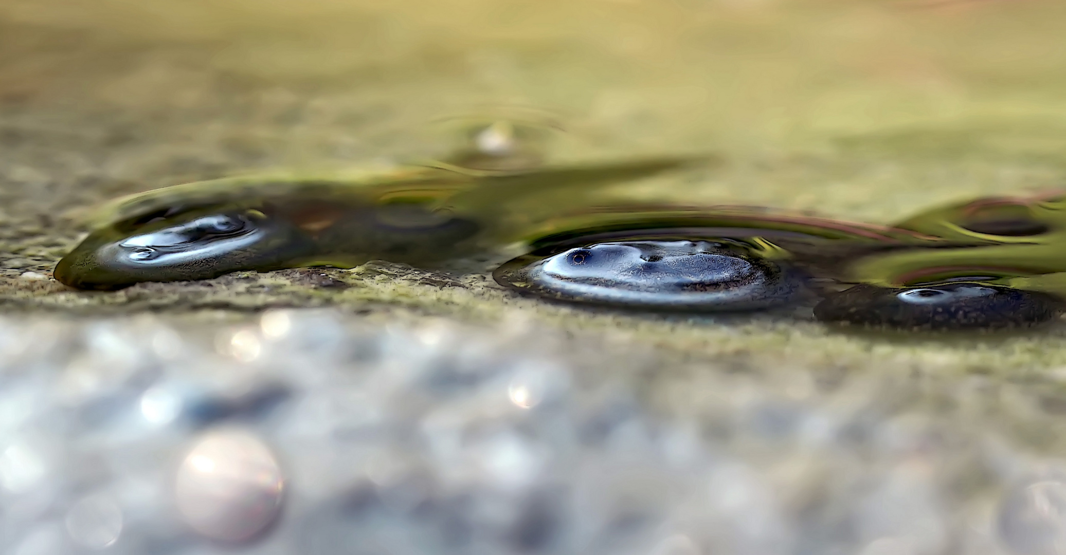 Das wache Auge einer Kaulquappe. - L'oeil d'un têtard m'interpelle.