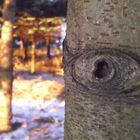 Das wachsame Auge des Waldes