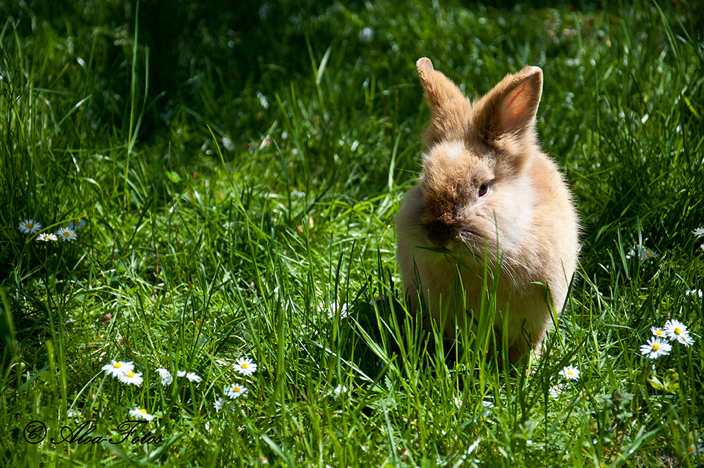 das wäre doch eine richtige Osterkarte