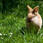 das wäre doch eine richtige Osterkarte