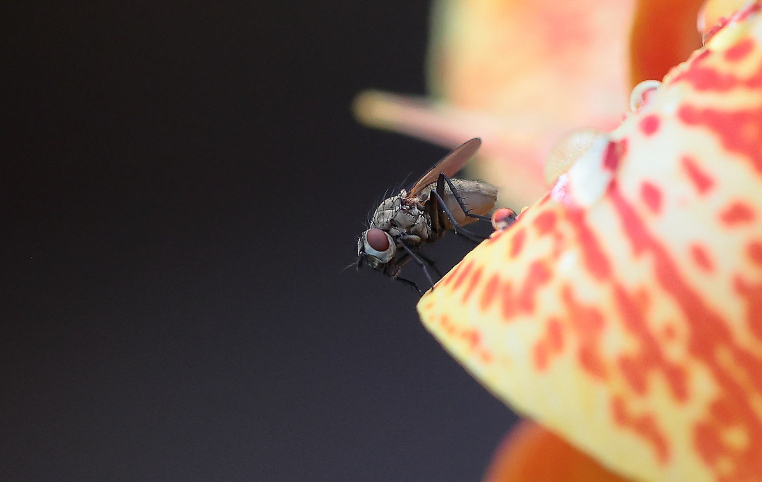 Das Wagnis...... Foto & Bild spezial, makro, natur Bilder auf
