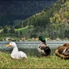 Das Walchsee-Trio ;-)