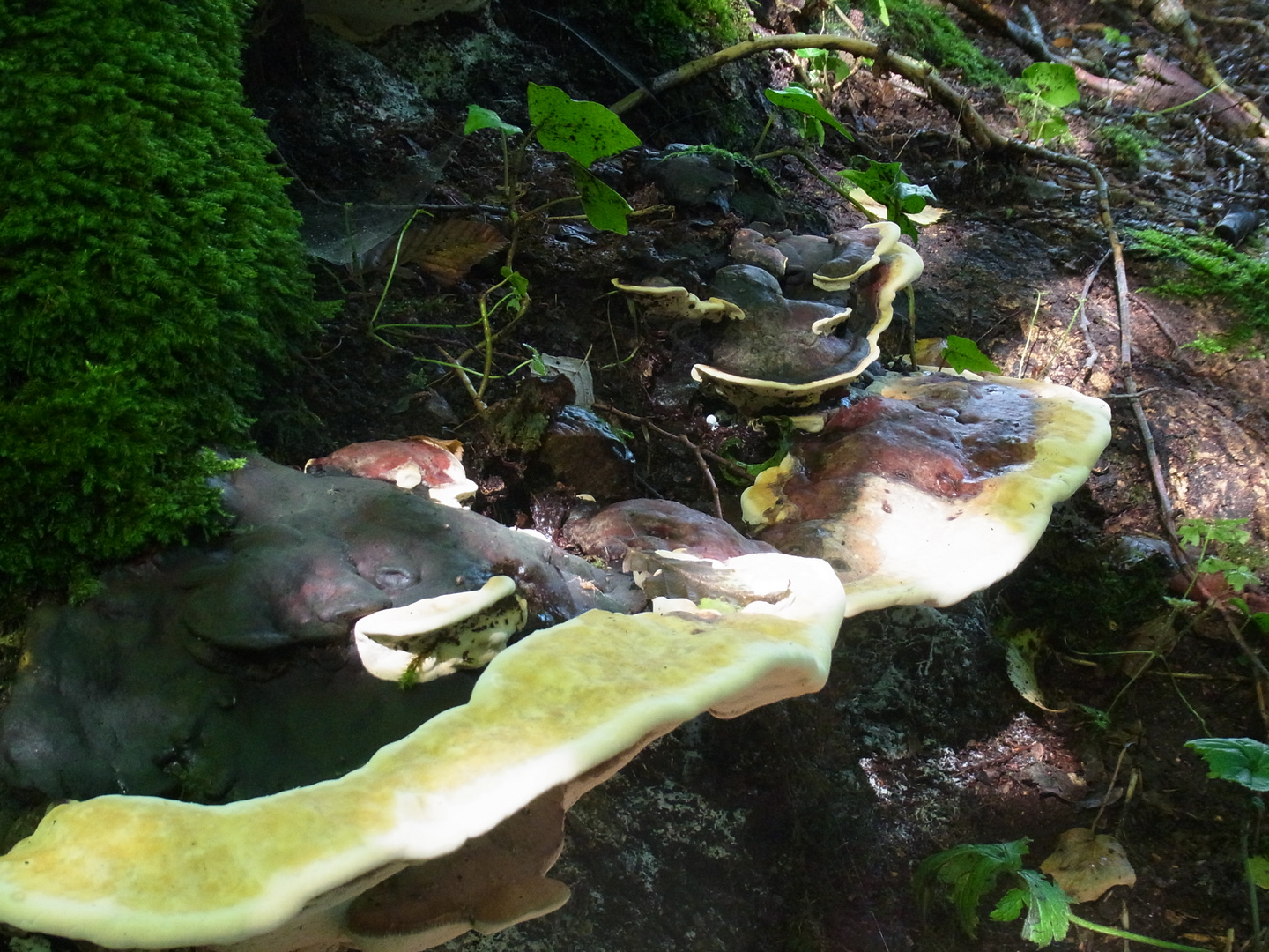 "Das Wald-Aquarium"...