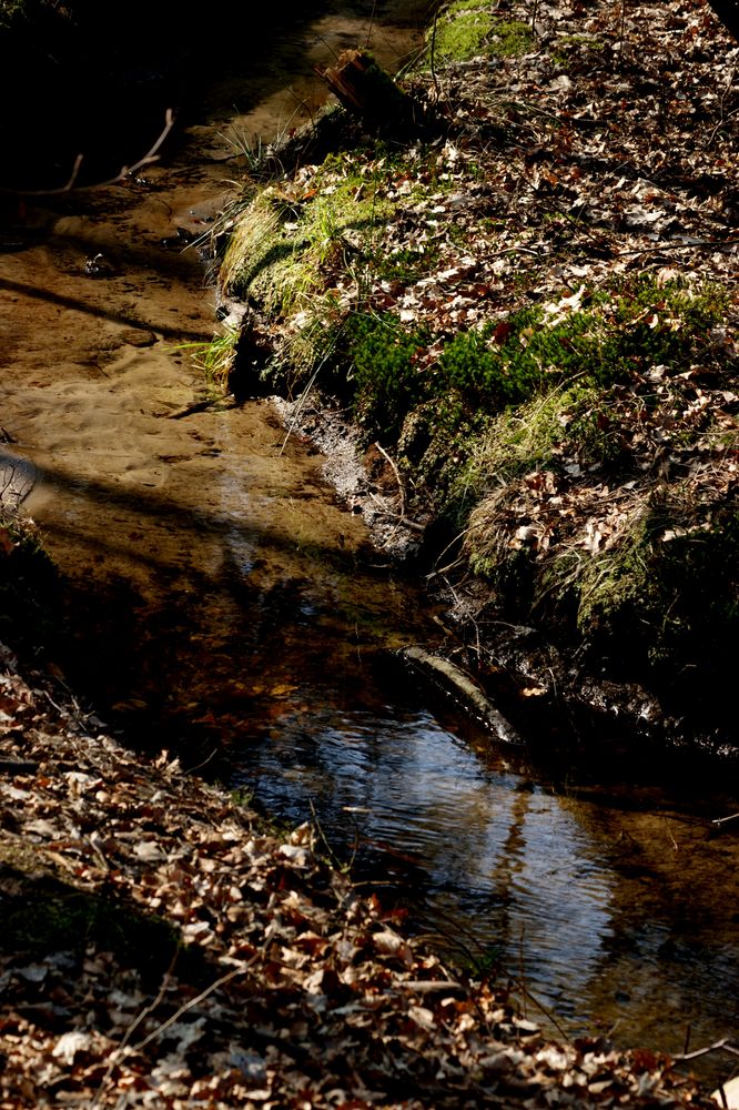 Das Wald-Bächlein