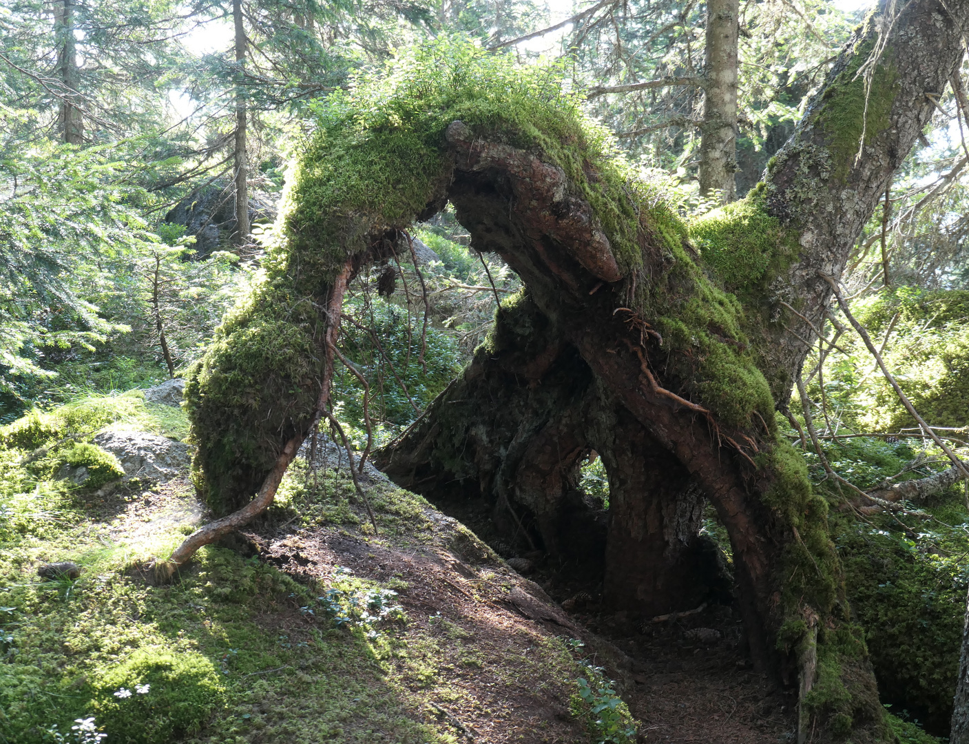 Das "Wald-Dino" am Meraner Höhenweg (113)