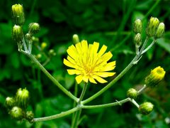 Das Wald-Habichtskraut (Hieracium silvaticum) wächst auch in unserem Garten